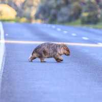 wombat crossing road thumb
