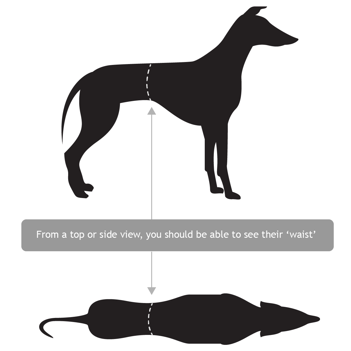 How often should I walk my greyhound