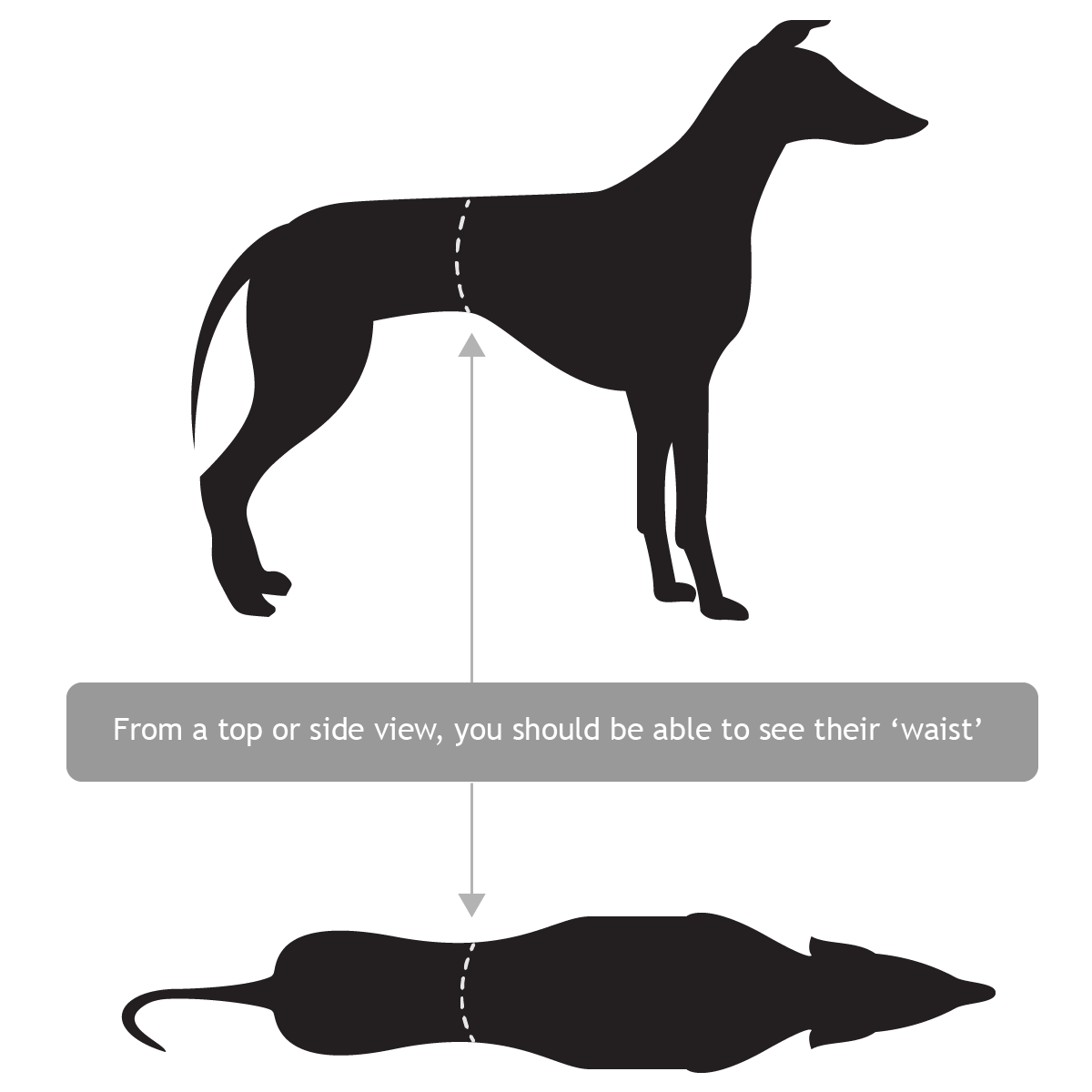 How do I best care for my newly adopted greyhound? – RSPCA Knowledgebase