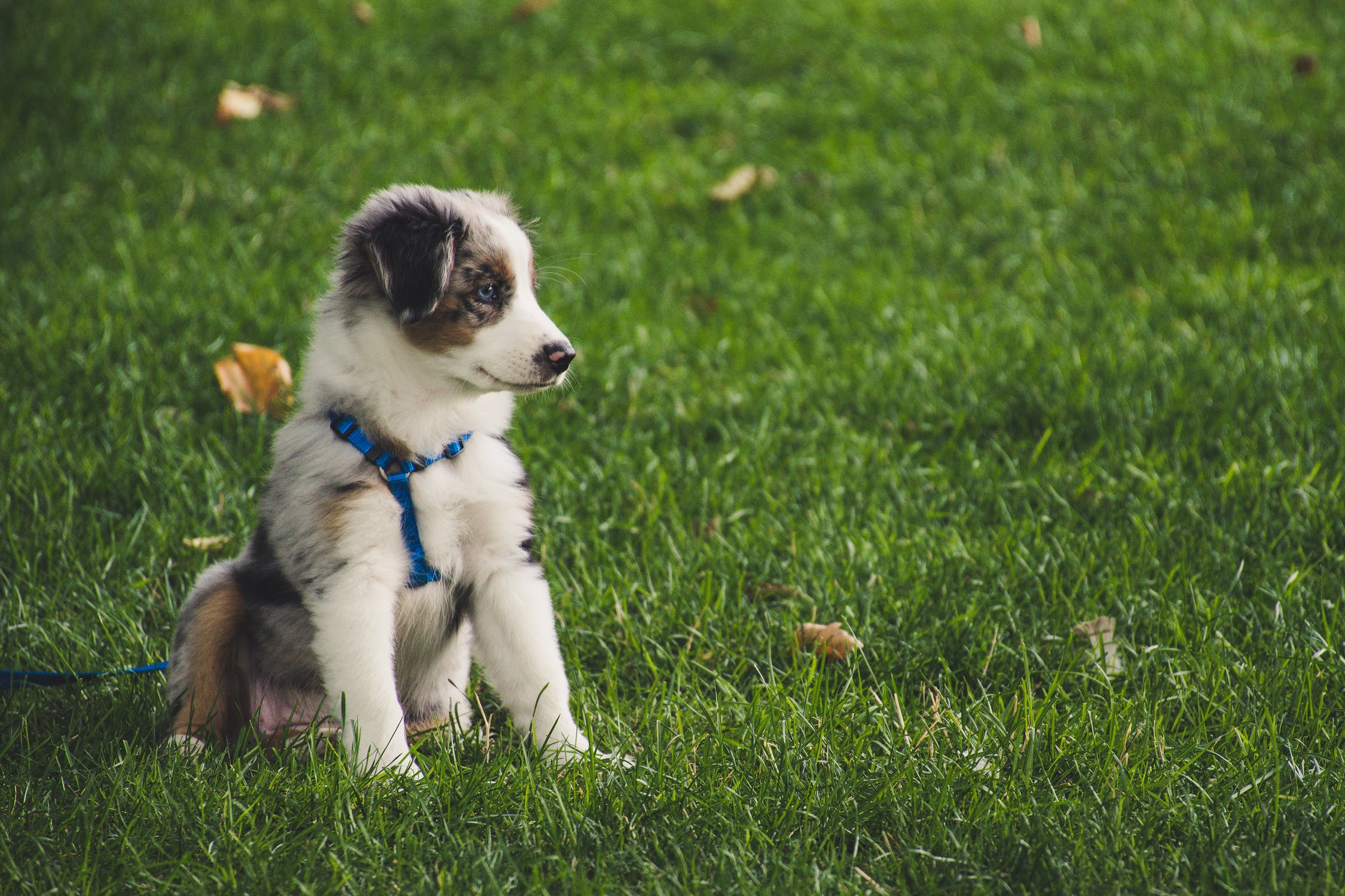 when should you leash train a puppy