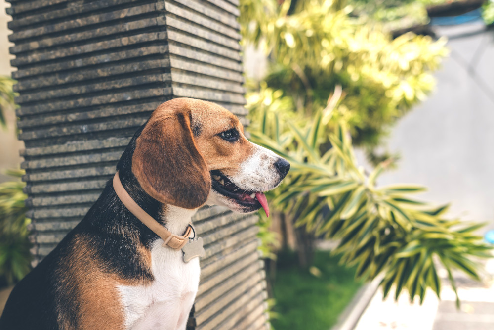 Beagle in the garden