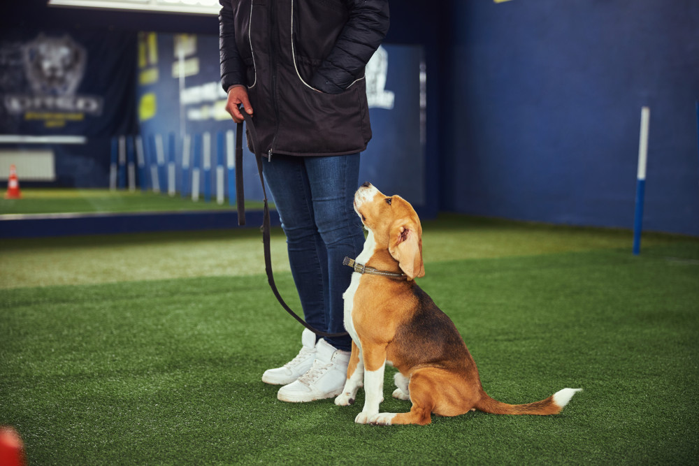 Beagle training on lead