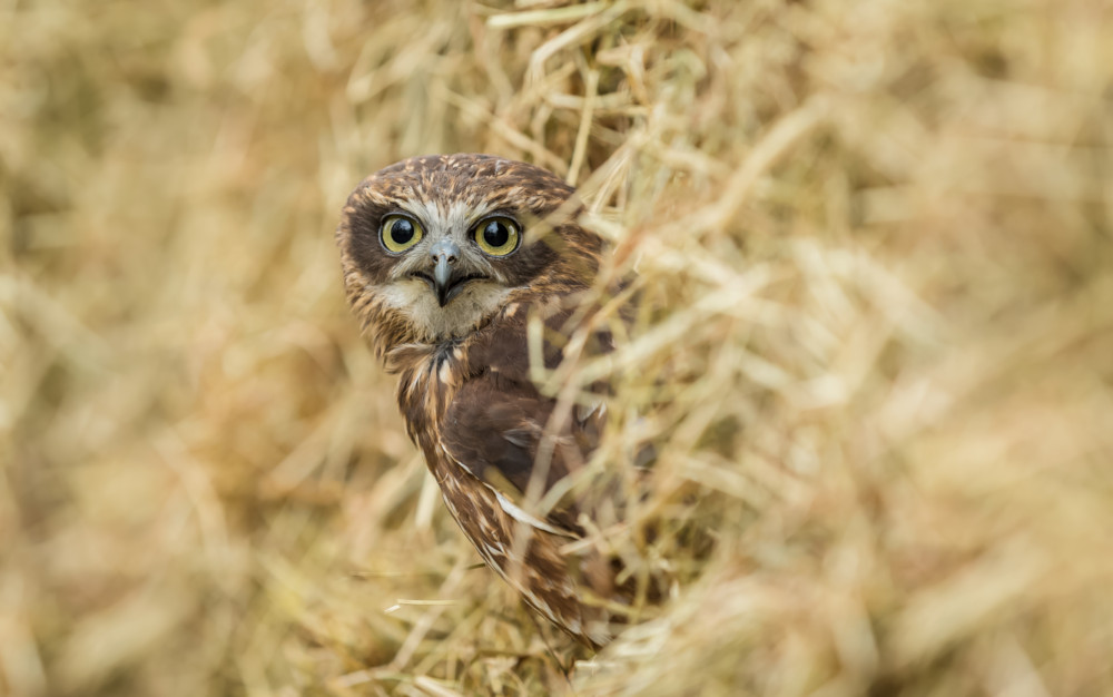 https://kb.rspca.org.au/wp-content/uploads/2018/11/boobook-owl.jpg