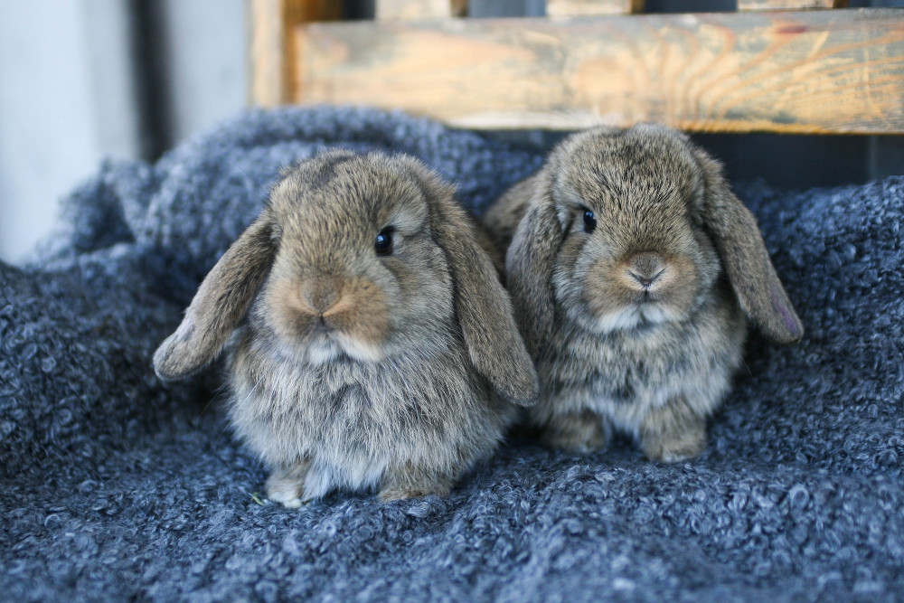 What does it mean when rabbits thump their foot? – RSPCA Knowledgebase