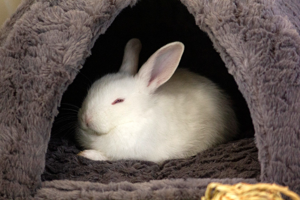 Bunny bed