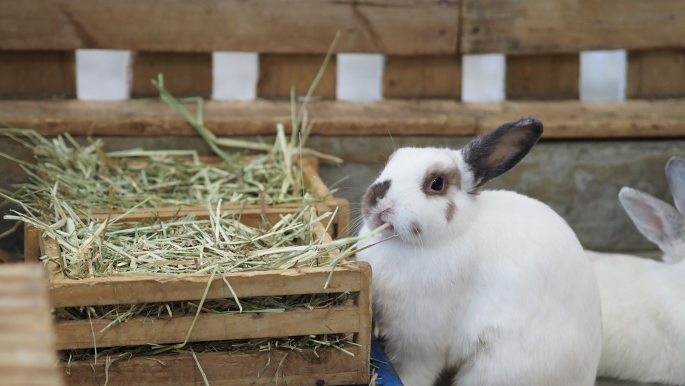 Feeding rabbits without outlet pellets