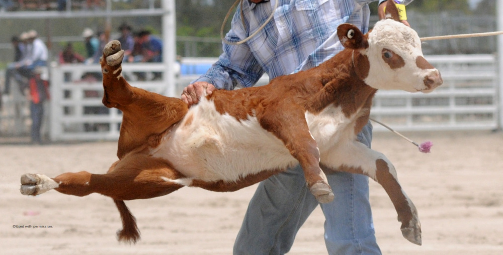 Calf roping