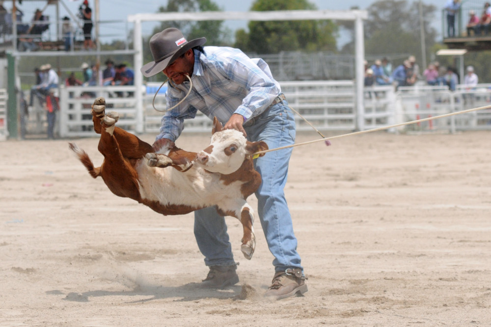 Calf roping