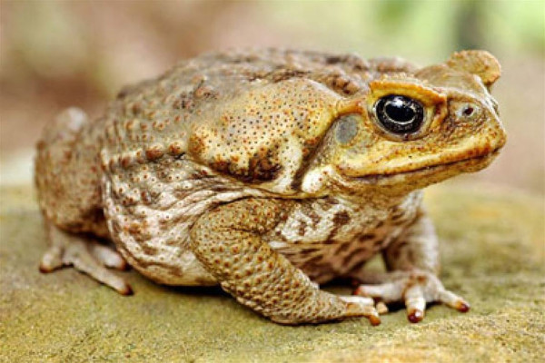 DIY Cane Toad Trap : r/brisbane