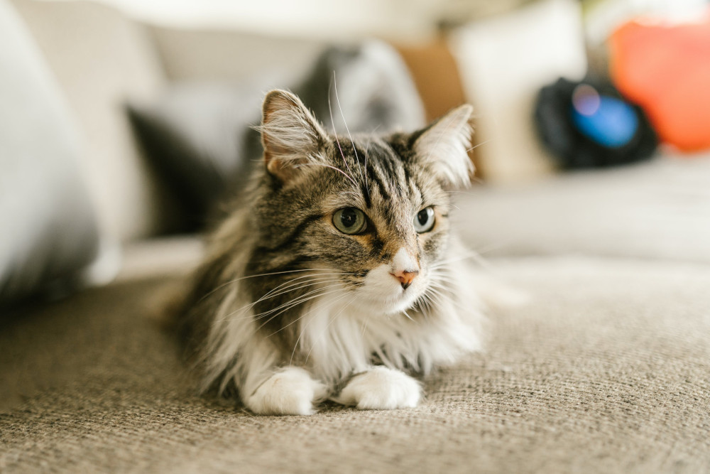 Cat sitting on carpet