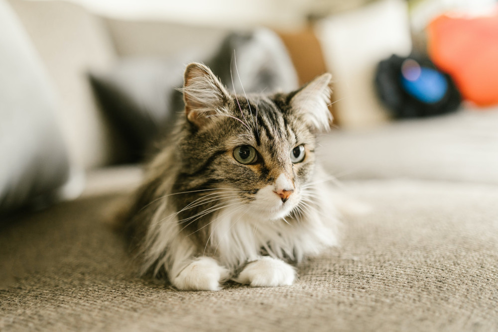 Cat just started outlet peeing outside litter box