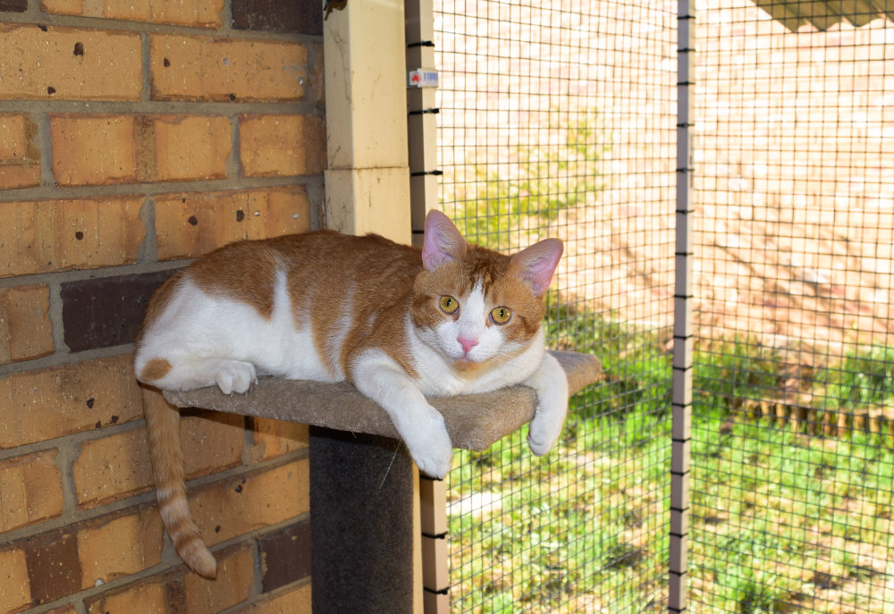 Rspca shop cat enclosure