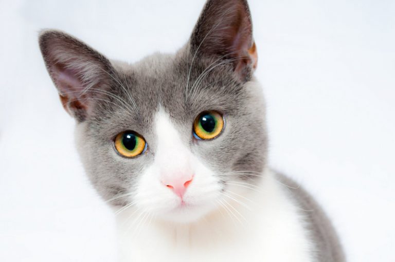 Is microchipping mandatory for cats and dogs? RSPCA Knowledgebase