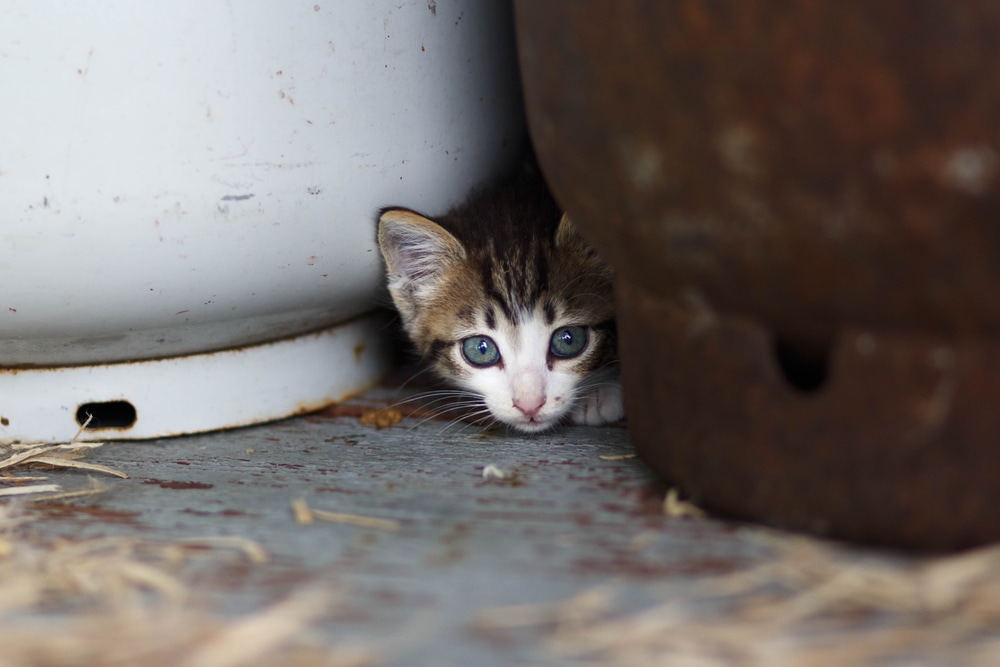 Cat Hiding behind gas cylinder