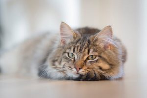 Why Does My Cat Lay on the Floor? Decoding Your Feline’s Floor Preferences