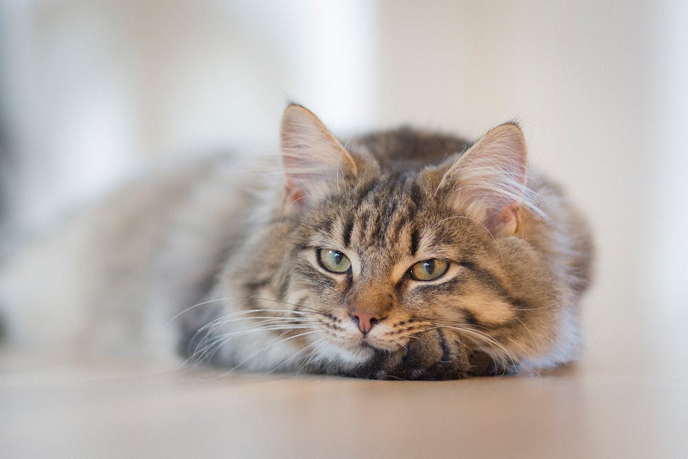 Introducing a cat to a hot sale new house