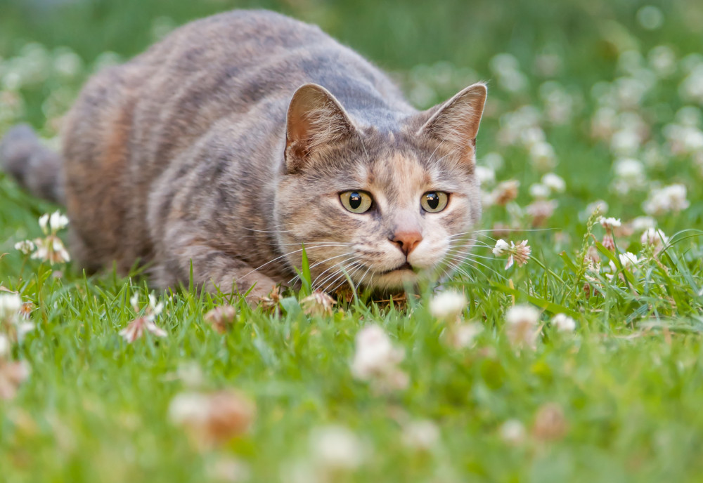 How can I reduce or prevent my cat  from hunting prey 