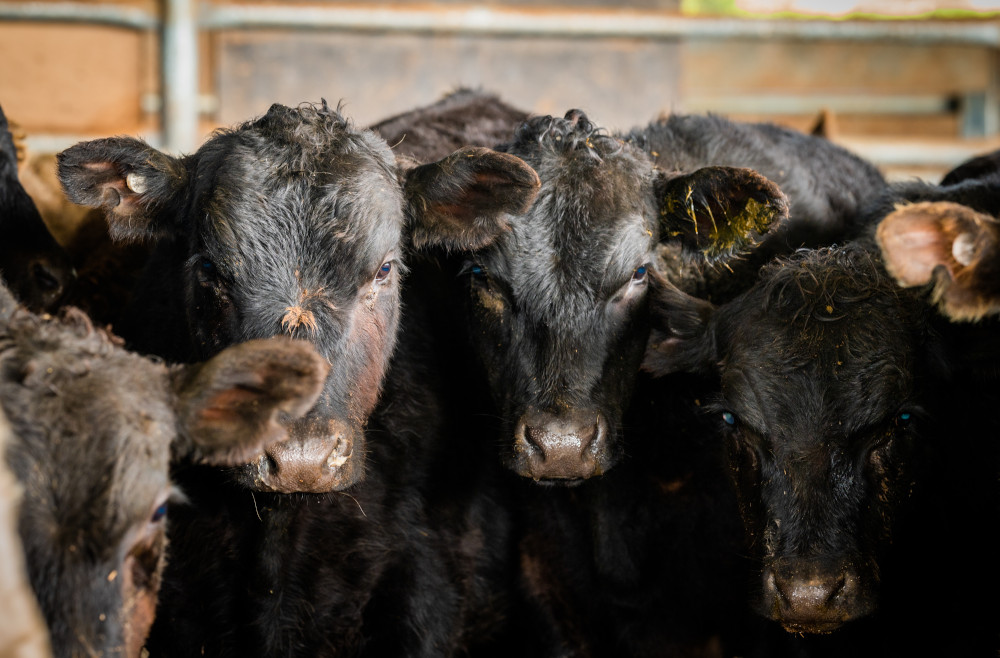 Cattle grazing feedlot