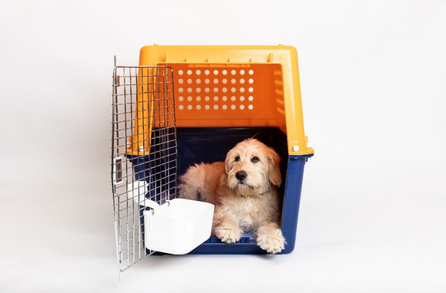 Dog air travel container