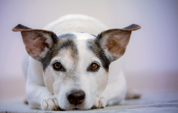 how do dogs communicate with body language