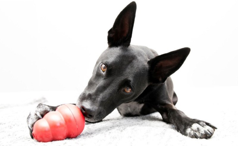 Dog with Kong toy