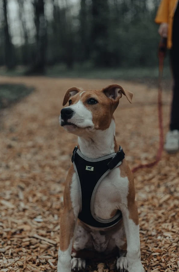 Dog walking in park with owner