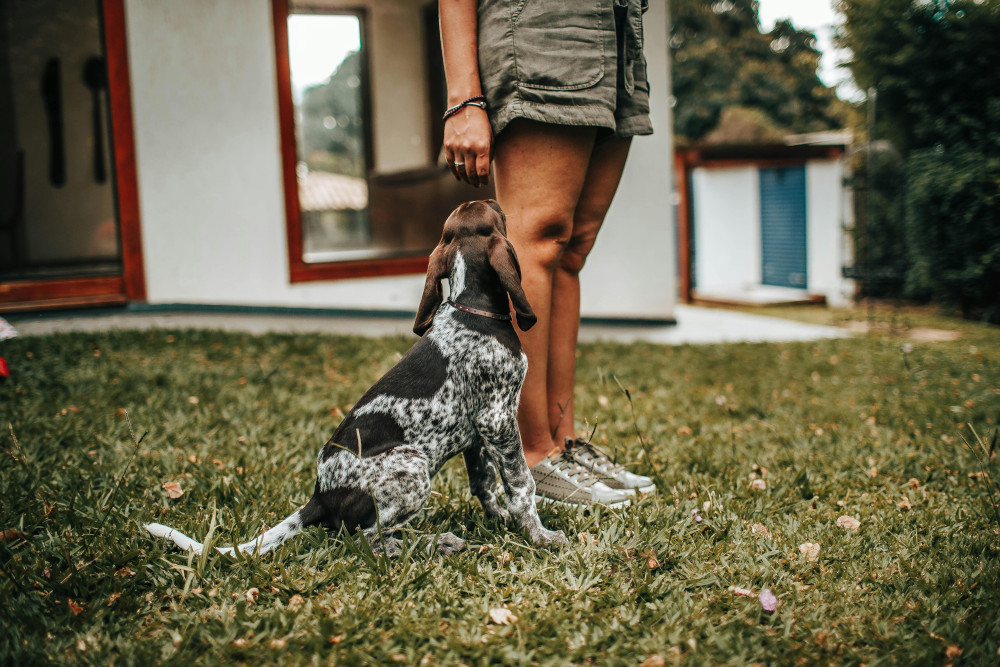 Dog sitting on grass with owner