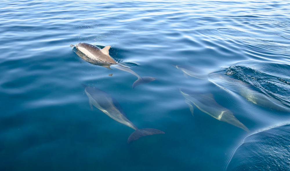 Dolphin Pod in the Ocean