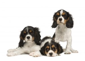 Three puppies that all look the same sitting and loking at camera