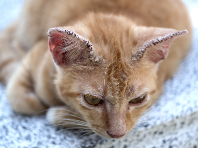 What is ringworm and how do I know if my companion animal has it