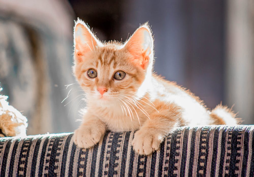 How old should a kitten be before they are adopted purchased