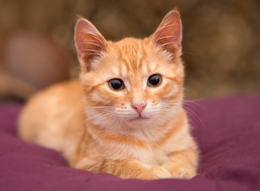 Ginger Kitten on a bed