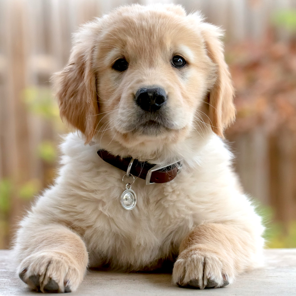 https://kb.rspca.org.au/wp-content/uploads/2018/11/golder-retriever-puppy.jpeg