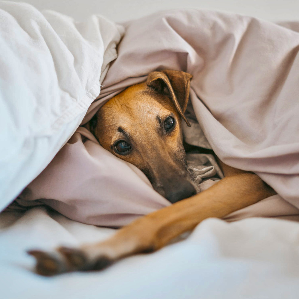 Greyhound in bed