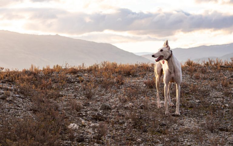 why-do-greyhounds-need-help-with-toilet-training-rspca-knowledgebase