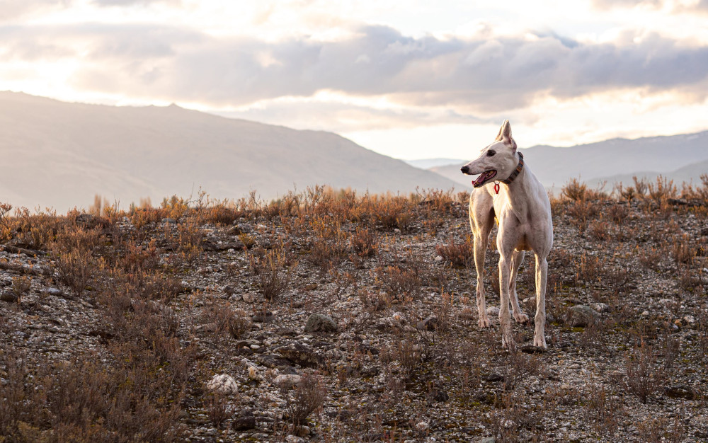 Greyhound on the mountains
