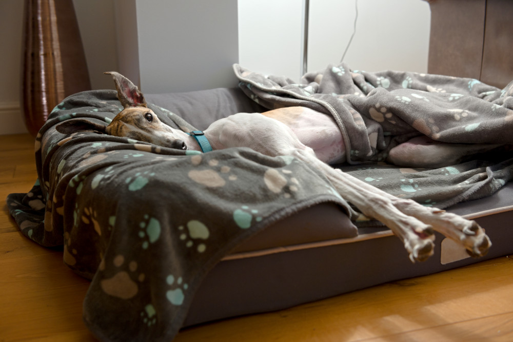 Geyhound reclining in bed