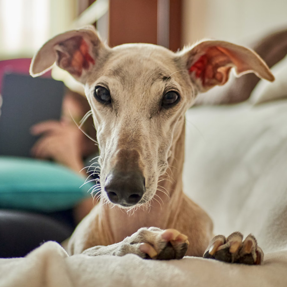 Greyhound on sofa