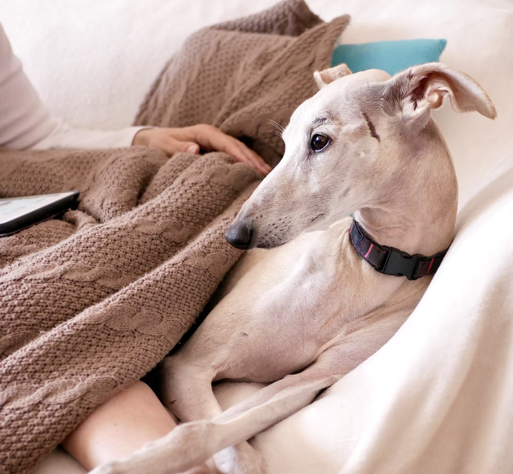 Greyhound on sofa