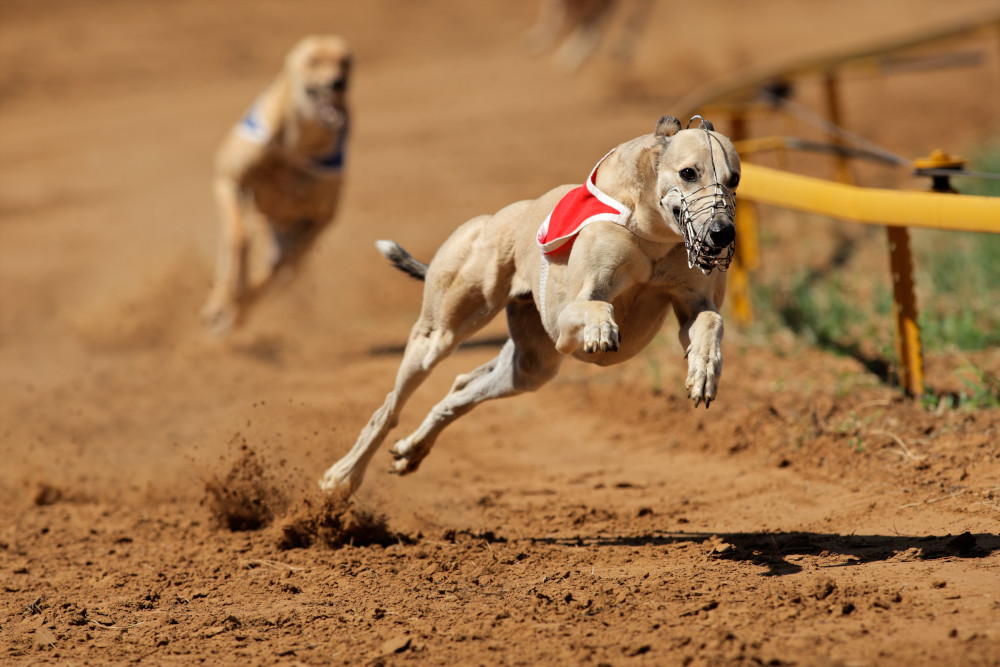 Greyhounds Racing