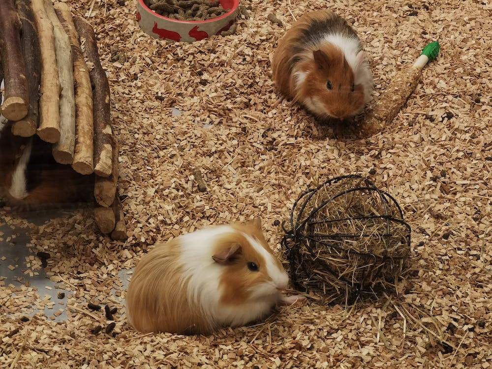 Can Guinea Pigs Eat Millet? Discover the Benefits and Considerations