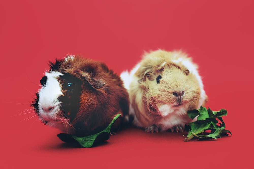 feeding guinea pigs