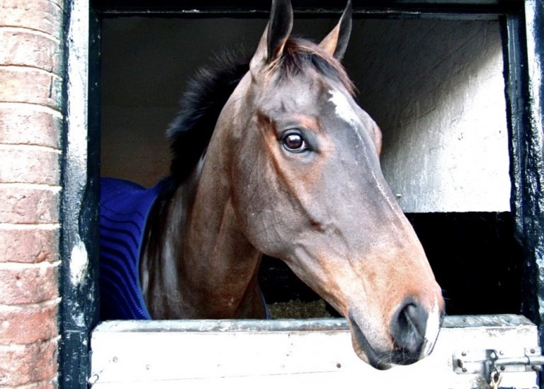 Do I need to rug my horse? RSPCA Knowledgebase