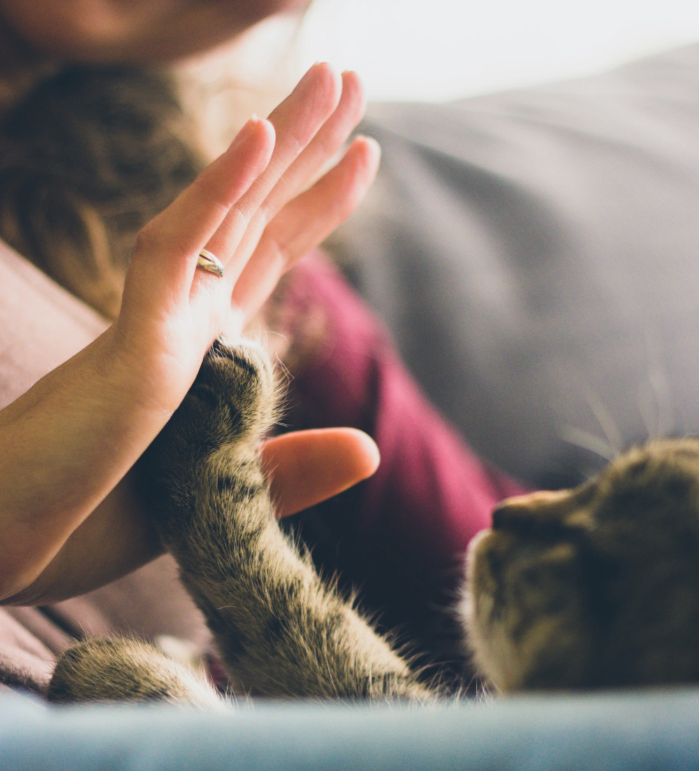 are cats or dogs more popular in australia