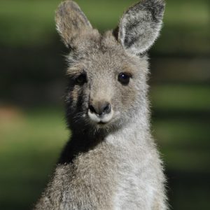 Kangaroo close square