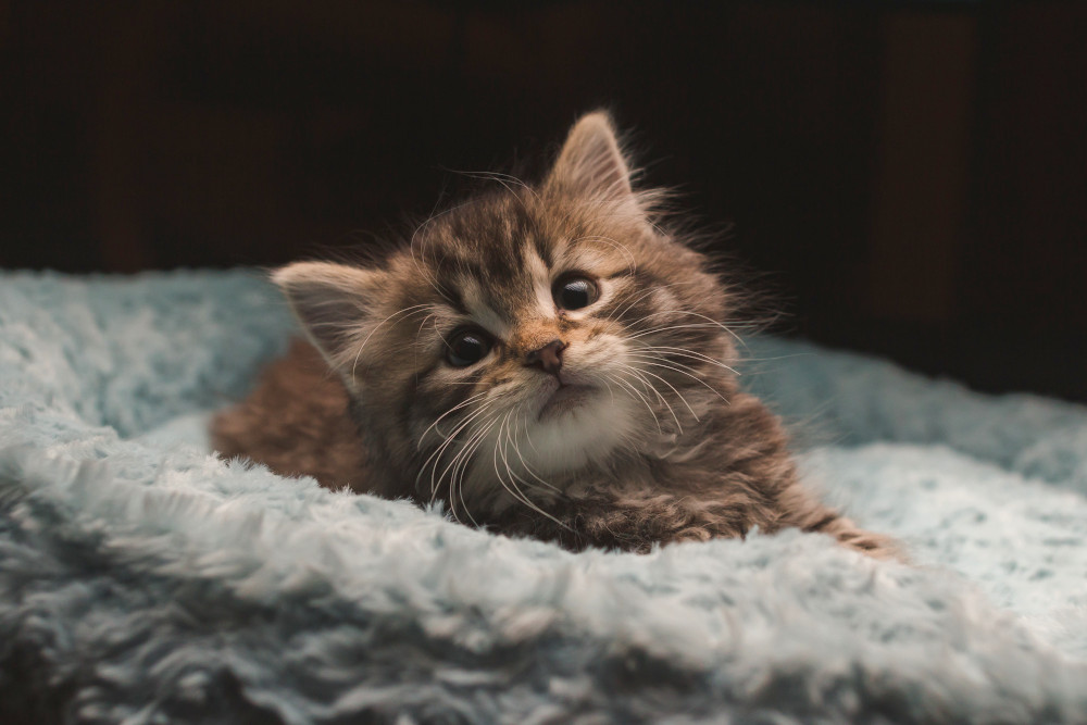 What should I feed my kitten? – RSPCA Knowledgebase
