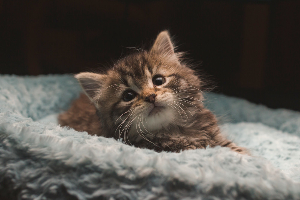 Kitten in bed