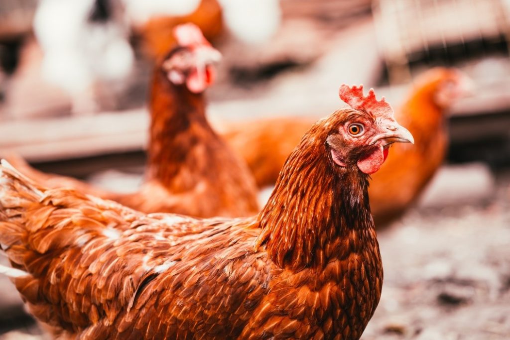 How much space does a layer hen need? RSPCA Knowledgebase