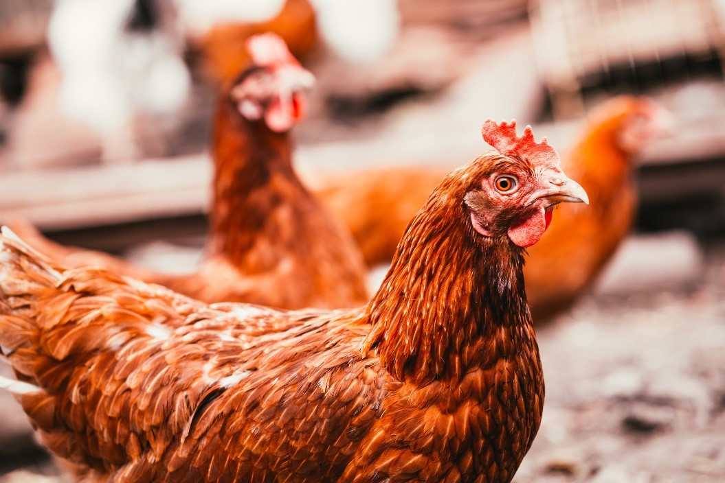 Free-range chickens may have it better but what makes a hen's life