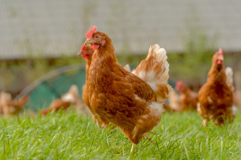 How can free-range layer hens be encouraged to use the range area ...